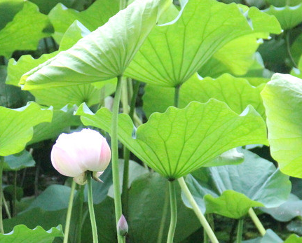 Lotus Leaf